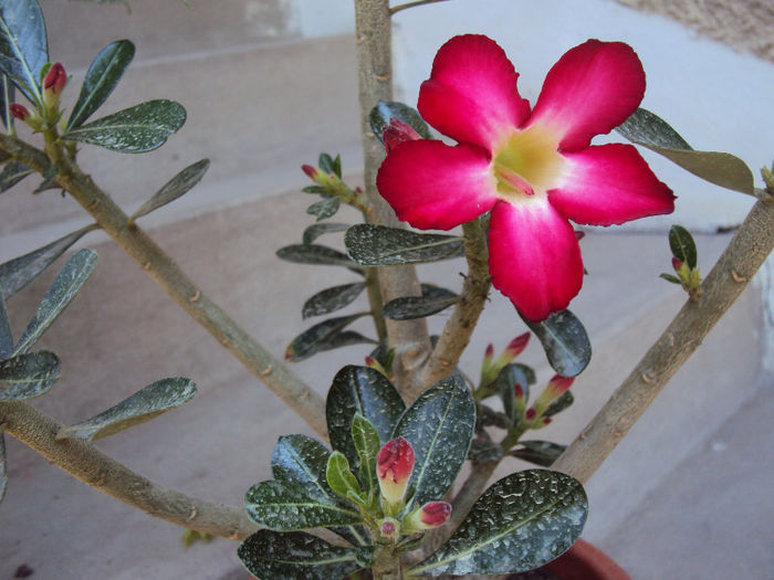 DSC08536