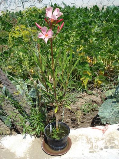 somon, iulie 2013 (1)