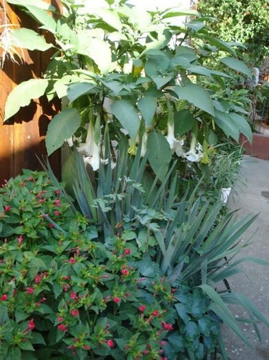 inflorire continua, final de iulie 2013  (5) - brugmansia