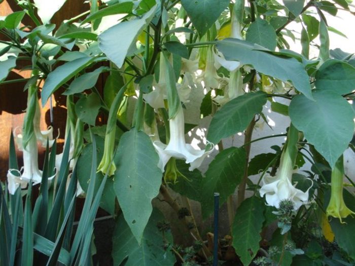 inflorire continua, final de iulie 2013  (7) - brugmansia
