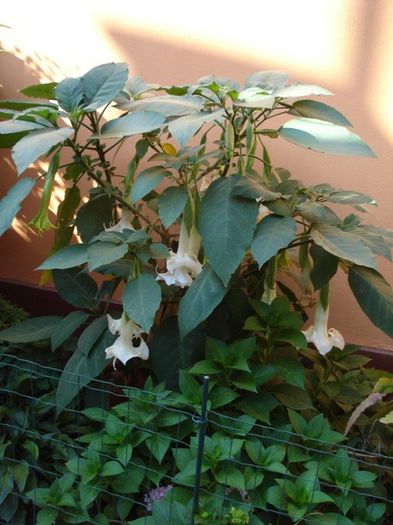 inflorire continua, final de iulie 2013 (1)