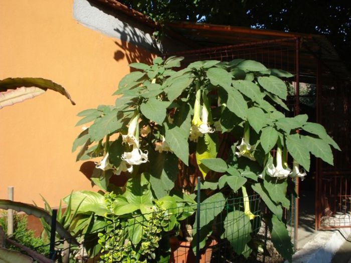inflorire continua, final de iulie 2013 (2) - brugmansia