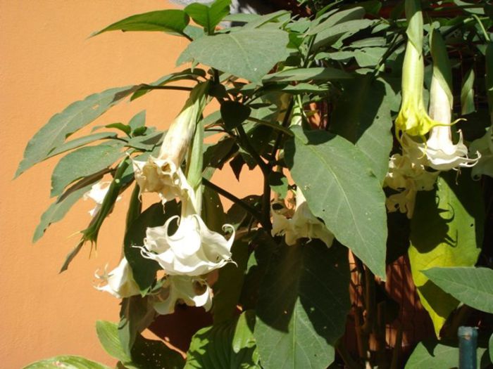 inflorire continua, final de iulie 2013 (3) - brugmansia