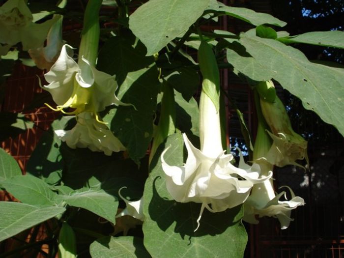 inflorire continua, final de iulie 2013 (4)