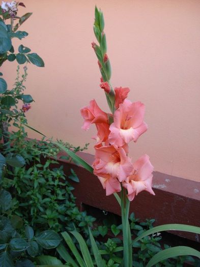 gladiole ce au iernat afara (1) - PLANTE DE GRADINA