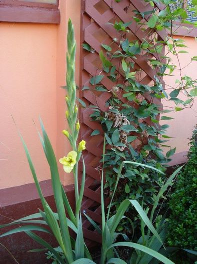 gladiole ce au iernat afara (2) - PLANTE DE GRADINA