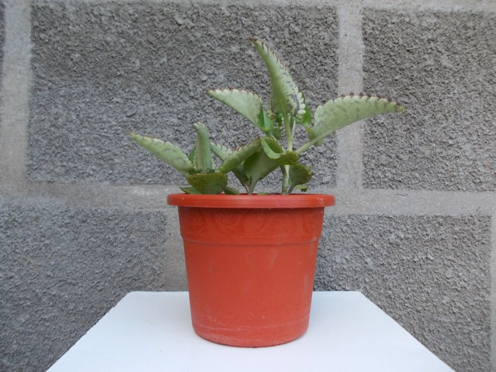 Kalanchoe diagremontiana