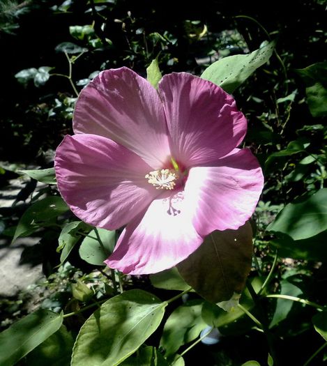 roz lila - Hibiscus Moscheutos