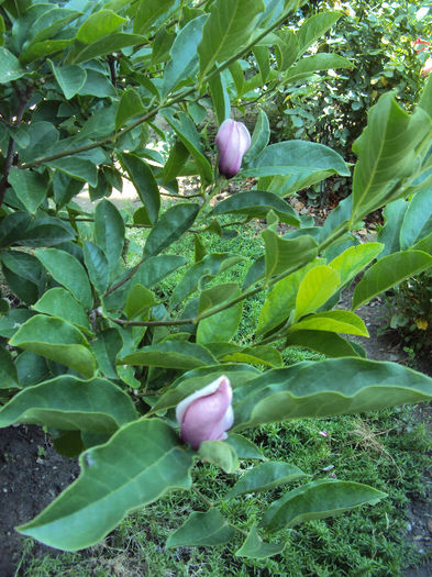 DSC08646
