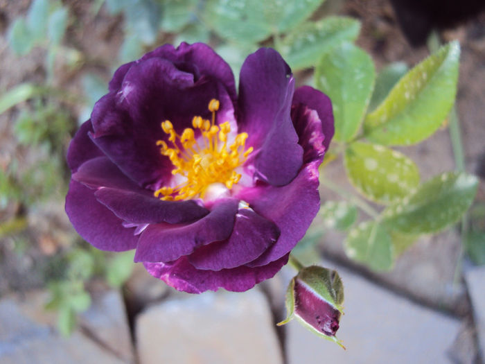 Rhapsody in Blue- da