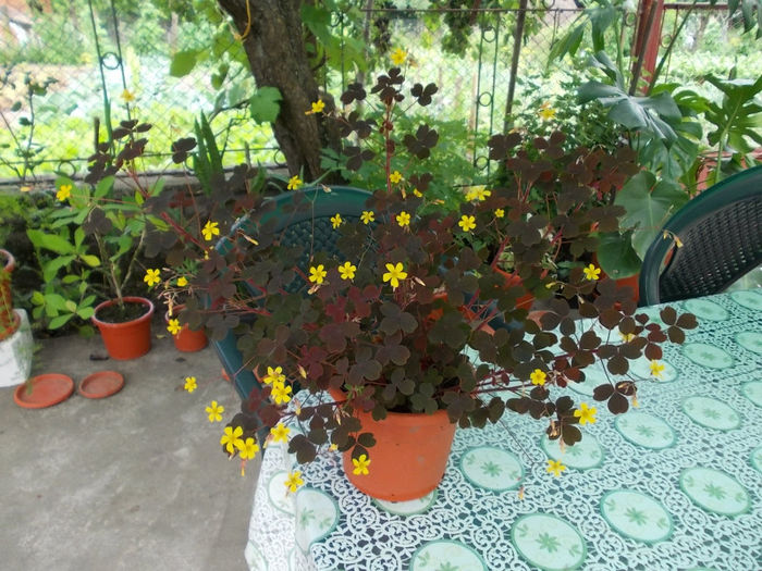 Oxalis Hedysaroides Ruby