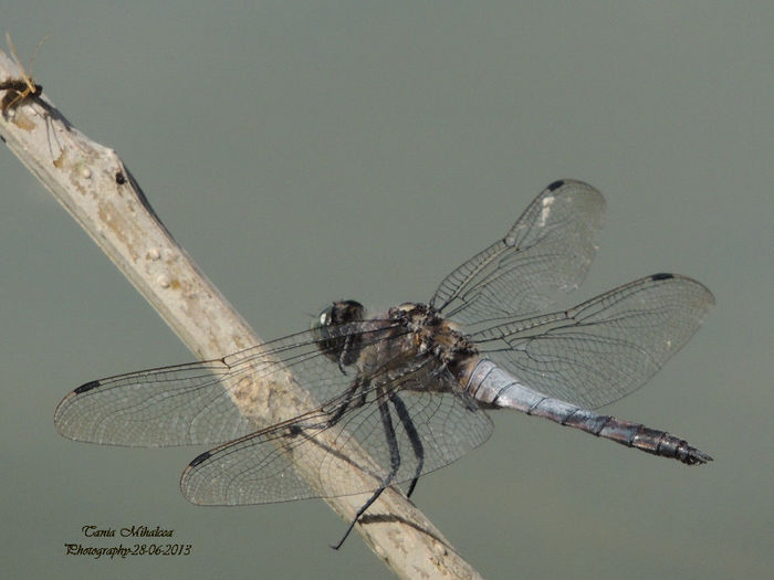 DSCN3816 - LIBELULE