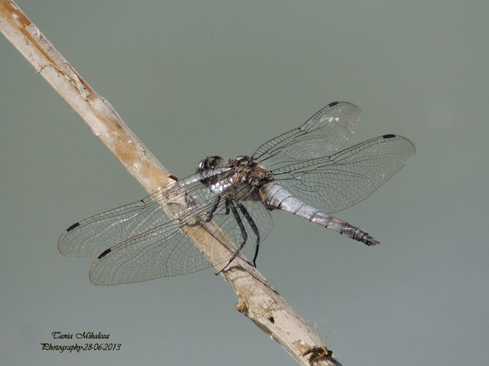 DSCN3824 - LIBELULE