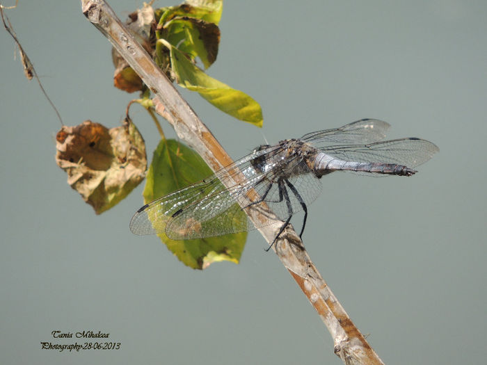 DSCN3828 - LIBELULE