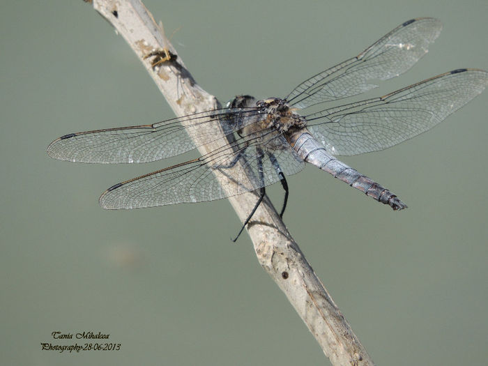 DSCN3832 - LIBELULE