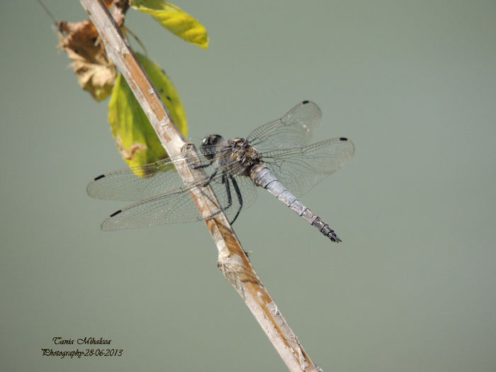 DSCN3837 - LIBELULE