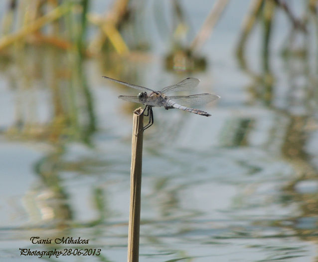 DSCN3846 - LIBELULE