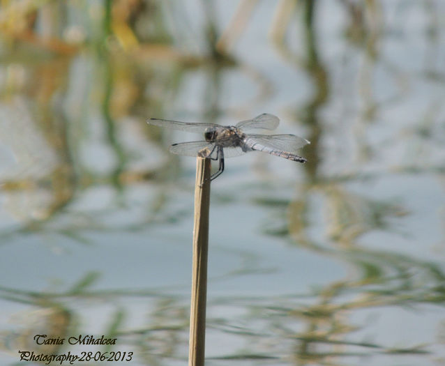 DSCN3848 - LIBELULE