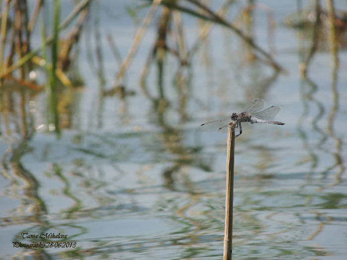 DSCN3851 - LIBELULE