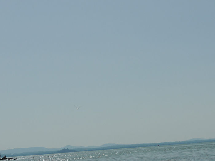 DSCN3852 - LIBELULE