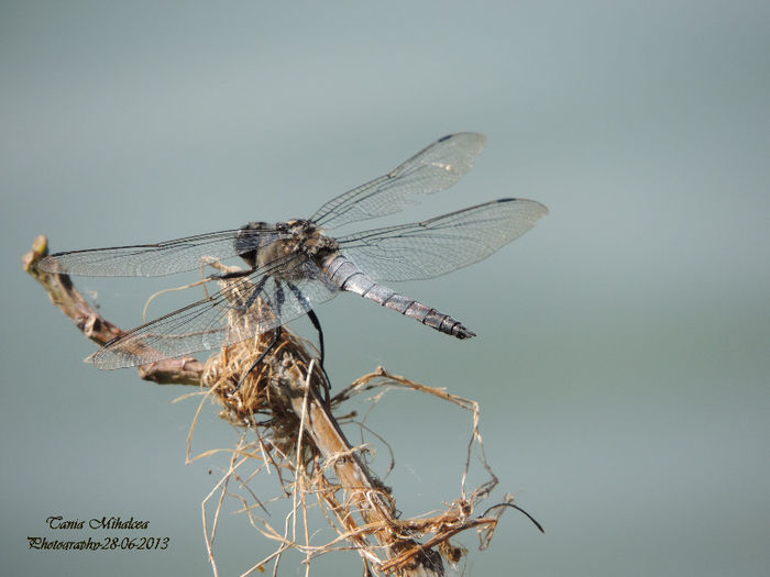 DSCN3858 - LIBELULE