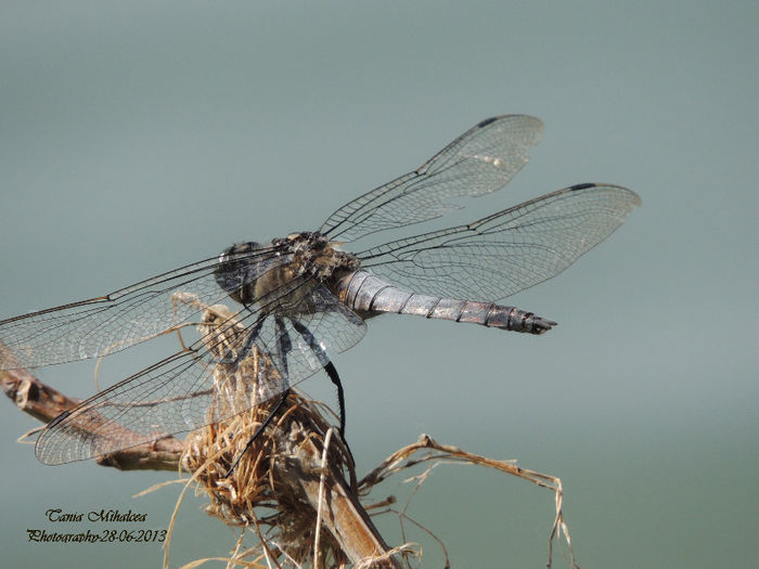 DSCN3862 - LIBELULE