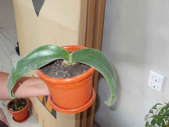 Haemanthus Humilis