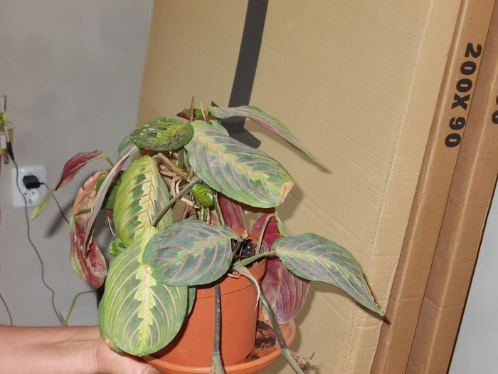 Maranta