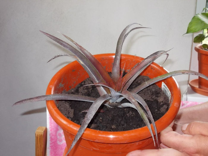 Billbergia rosie - Flori de la Dianadia