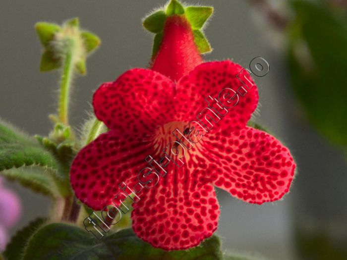 Kohleria Lava (ni) - KOHLERIA II