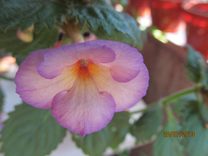 blueberry lemon(SS) - ACHIMENES 2013