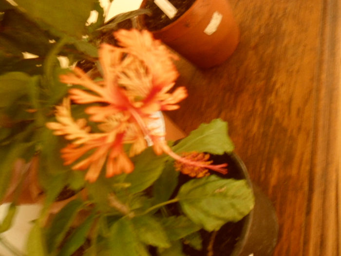 Schizipetalus - Hibiscus 2013-2
