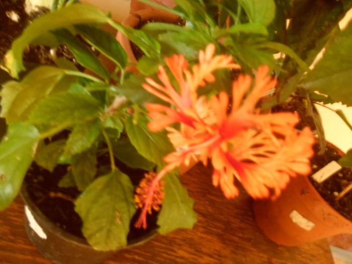 Schizopetalus - Hibiscus 2013-2