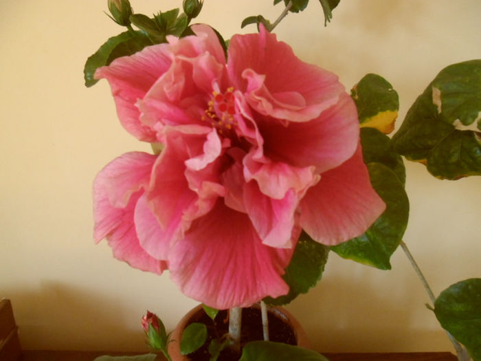 Charles Septembre - Hibiscus 2013-2