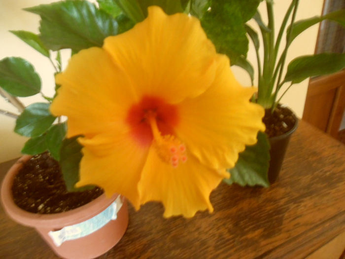 Athenacus - Hibiscus 2013-2