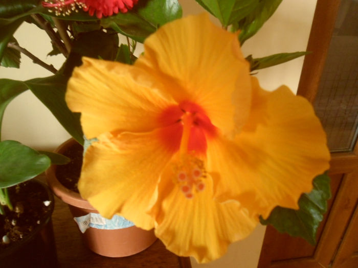 Athenacus - Hibiscus 2013-2
