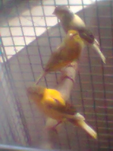 Fotogr.0447 - canari