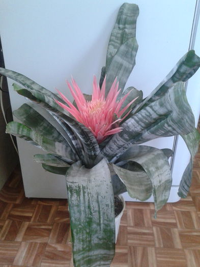 2013-07-28 13.47.18 - Aechmea