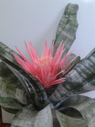 2013-07-28 13.47.37 - Aechmea