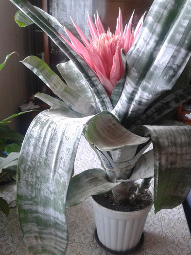 2013-07-28 13.42.29 - Aechmea