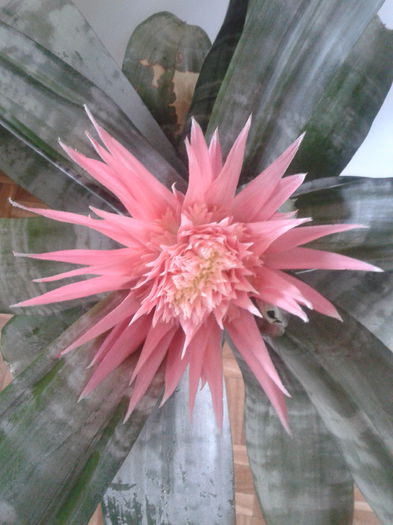 2013-07-28 13.48.31 - Aechmea