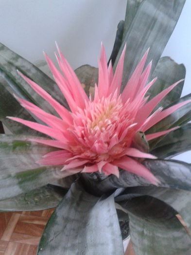 2013-07-28 13.48.11 - Aechmea