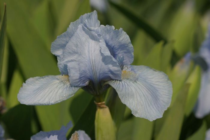 Azurea - IRIS PUMILA - Irisi pitici