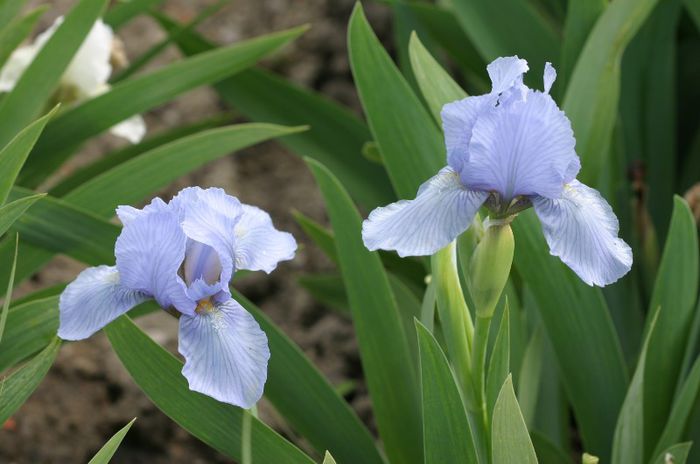 I.pumila Azurea - IRIS PUMILA - Irisi pitici