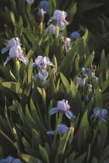 Iris pumila  Azurea - IRIS PUMILA - Irisi pitici