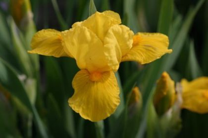 Iris pumila Brasie - IRIS PUMILA - Irisi pitici