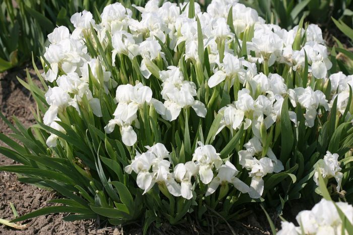 Bright White - IRIS PUMILA - Irisi pitici