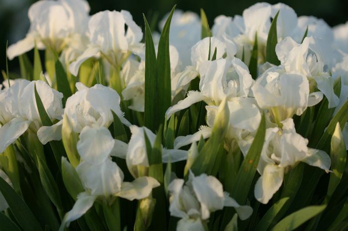 Iris pumila Bright White - IRIS PUMILA - Irisi pitici