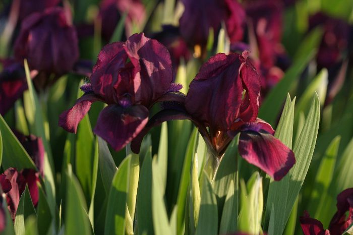 Cherry Garden (16) - IRIS PUMILA - Irisi pitici