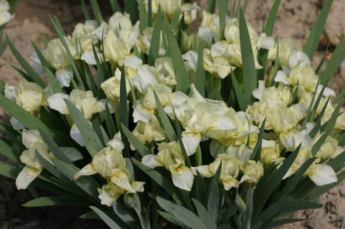 Iris pumila Lemon Puff